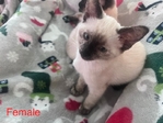 Free Kittens