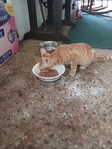 Free kitty >😺