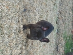 Boy French Bulldog