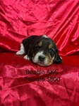 Beagle AKC Puppies
