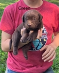 CHOCOLATE LABRADOR RETRIEVER PUPPIES AKC