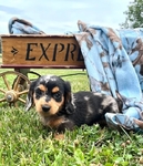 Beautiful long-haired Miniature Dachshund puppies
