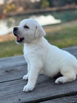 English Cream White Labrador Retriever Pups