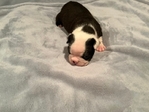 CKC Boston Terrier Puppies