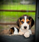 Beagle Puppies