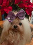 Baby-Doll Face Korean Maltese