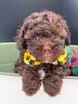 Registered Chocolate Male Toy Poodle