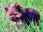 AKC Tiny Yorkie Puppies