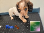 AKC Mini Long-Haired Dachshunds