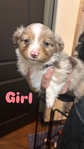 Toy Australian Shepherd Puppies