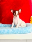 Teacup Lollipop short coat, Applehead female Chihuahua.