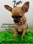 AKC Mini Male Applehead Chihuahua