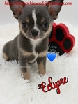 Stunning Lilac Tri Applehead Male Chihuahua