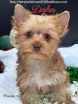 AKC Stunning Male Yorkie