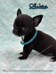 AKC Micr Smooth Coat Male Chihuahua