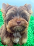 AKC Mini Male Chocolate & Tan Yorkie