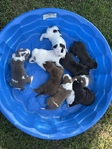 Pitbull puppies