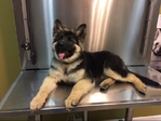 Coming Soon! AKC Champion Line German Shepherd Pups!
