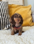 DACHSHUND PUPPIES - READY NOW