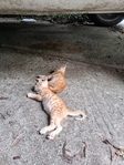 Free Kittens in Port Arthur