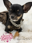 MICRO AKC Female Chihuahua