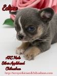 AKC Valentine Applehead Chihuahuas