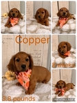 Dachshund puppies