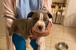 American Pittbulls for sale