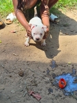 Bully PitBull Puppies