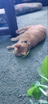 Free 2 year old cat
