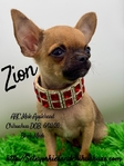 AKC Mini Male Applehead Chihuahua