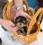 Cute Teacup Yorkie Puppies