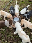 AKC Reg. Beagle pups