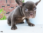 LLFrenchie CoCo