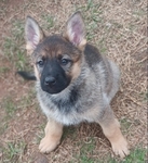 German shepherd puppies