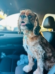 Cocker spaniel