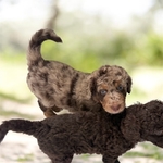 Goldendoodle