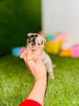 Apple head Chihuahua puppies AKC.