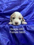 Beagle Puppies AKC