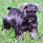AKC Toy/Miniature Schnauzer Puppies.