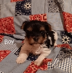CKC Registered Parti Yorkies and Traditional Yorkies