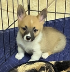 Pembroke welsh corgi pups