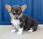 Two Registered Bluie Pembroke Corgi males