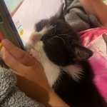 Female Kitten