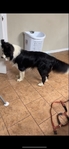Border Collie Male