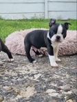 Very healthy and cute Boston Terrier puppies