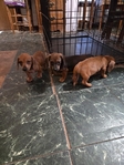 9 weeks old Dachshund puppies