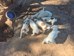 Jack Russell Puppies