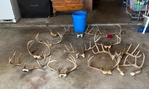 Whitetail Antlers