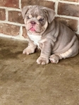 AKC English Bulldog Puppies